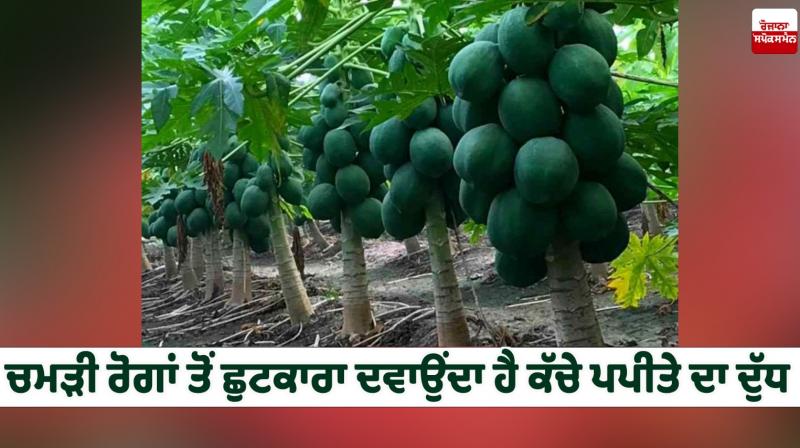 Raw papaya milk cures skin diseases Health News