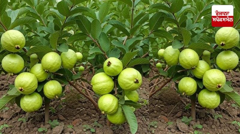 Guava fruit is known as the apple of the land of Punjab.