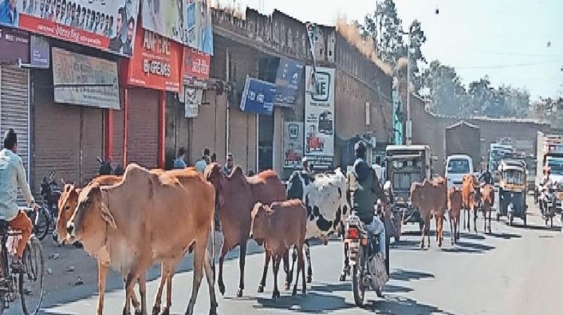 Punjab News: Accidents happening due to stray animals in Punjab, High Court issued orders