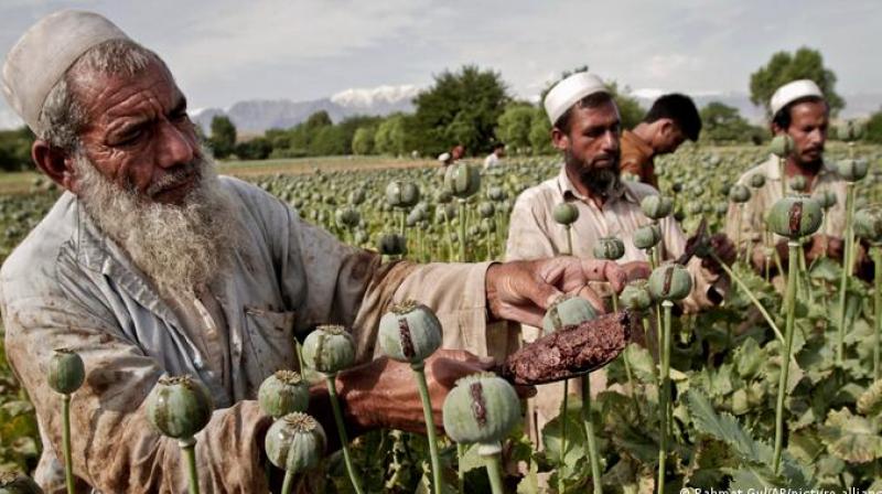  Afghanistan: Taliban bans opium poppy cultivation, drug trade