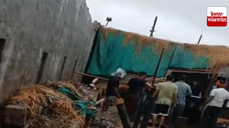 Roof of buffalo enclosure collapses due to heavy rain, one buffalo dies, more than half a dozen animals injured