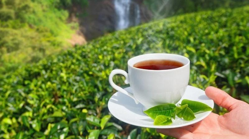  Tea industry is going through a serious financial crisis: ITA