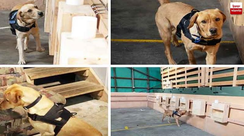 Dogs found fake notes New Zealand News in punjabi 