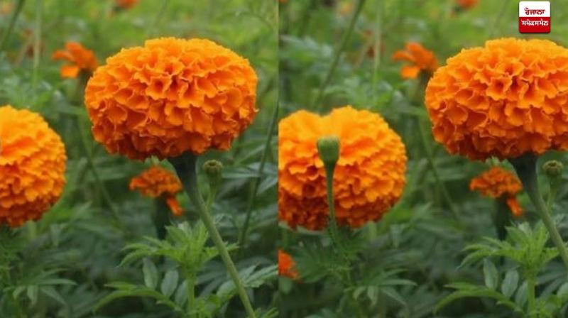 Add a parlor-like glow with marigold flowers