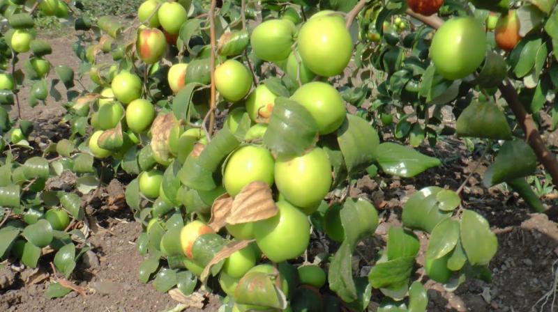  Cultivation of jujube plum