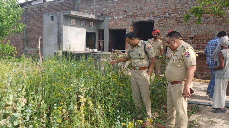 Opium cultivation in Dera bassi