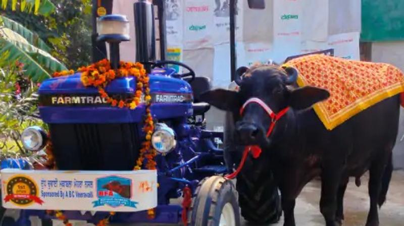 A buffalo won a tractor by giving 22 liters of milk in a three-day cattle fair