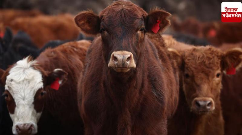 Cabinet approves supply of generic veterinary drugs