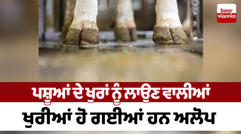 The hooves used to plant the hooves of animals have disappeared