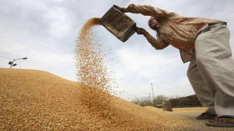 Wheat procurement started in Punjab