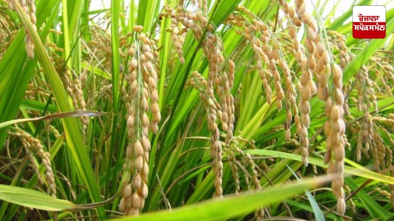 Punjab government bans sowing of Pusa 44 and other hybrid varieties of paddy