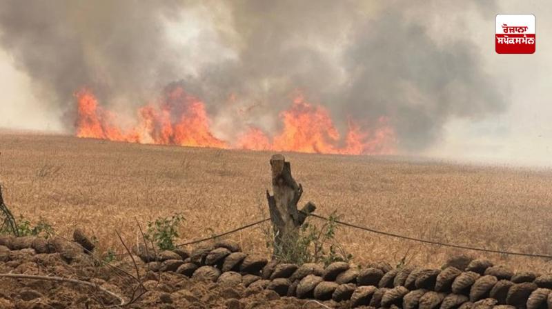 Fire rages in Punjab's fields, more than 1000 acres of standing crops destroyed so far