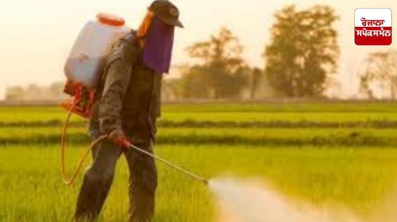 Ban on pesticides: Punjab government imposes complete ban on use of 11 pesticides for basmati crop