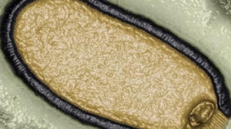 'Zombie' Virus Which Spent 48,500 Years Frozen In Arctic Could Spark Deadly Pandemic