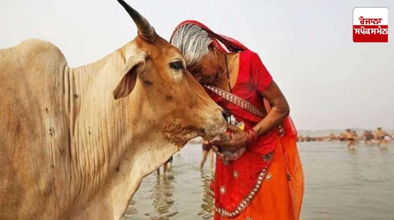Cow has been declared the mother of the state, a big decision of the government of this state, orders issued