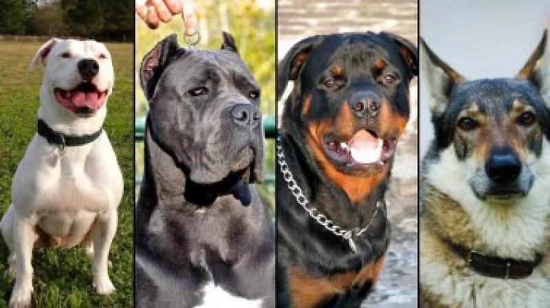 Ban on 22 stray dogs in Faridkot News in punjabi 