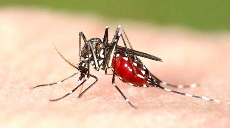 Dengue prevention campaign in Mohali, dengue mosquito larvae found in 2059 houses