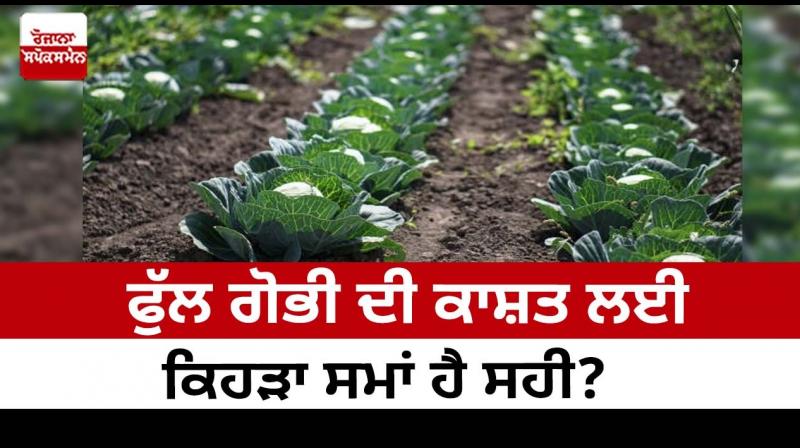 What is the best time to grow cauliflower?