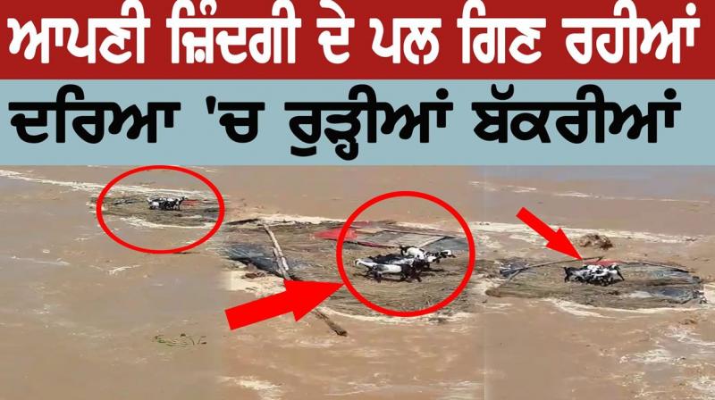 Goats in the river that counted for the moments of their lives