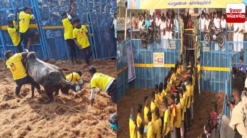7 people died, more than 400 injured during Jallikattu game in Tamil Nadu Latest news in Punjabi 