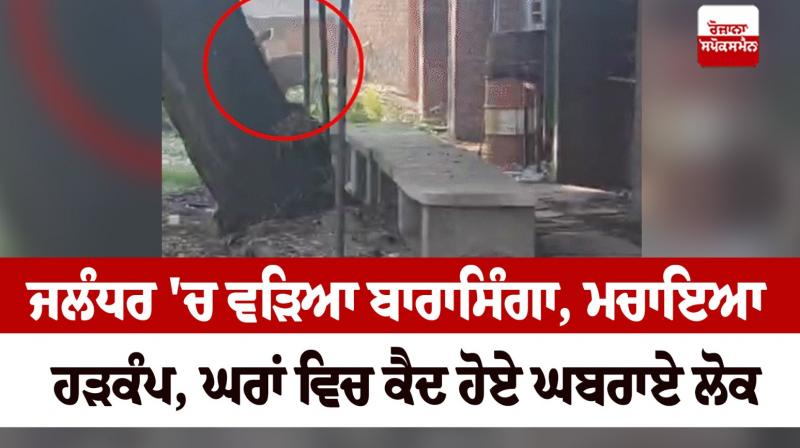 Barasinga entered Jalandhar News in punjabi 