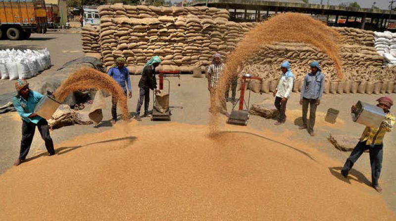 Government procurement of wheat starts from today in Punjab