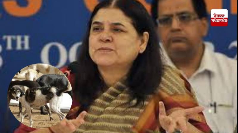 Removing dogs will not solve problems, but will increase them.