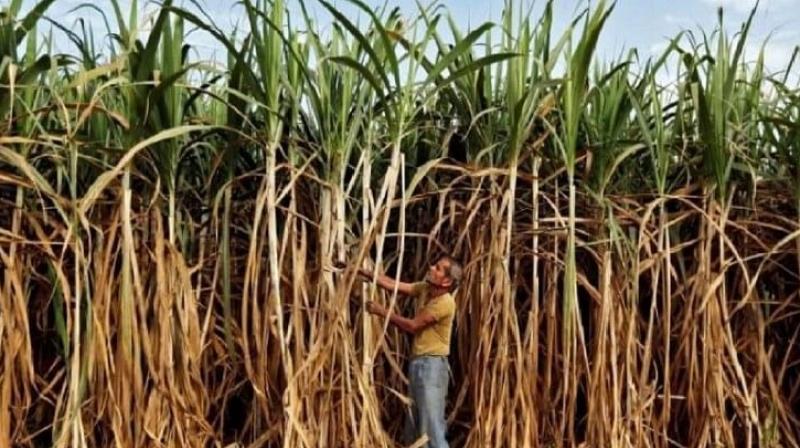 Diwali gift to Haryana farmers: Sugarcane price increased by Rs 14 this year