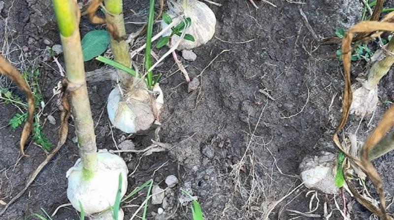 Grow Garlic Farming News