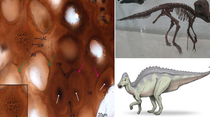 Scientists call dinosaur parts 75 million years old the newest species