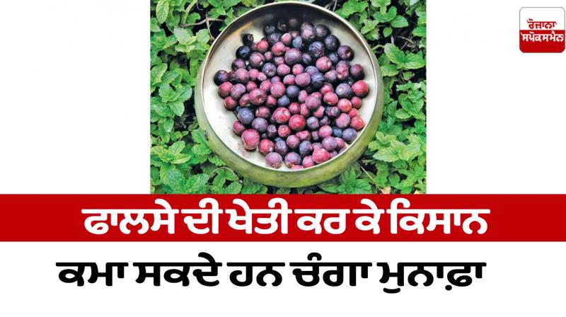 Farmers can earn good profits by cultivating falsa Farming News