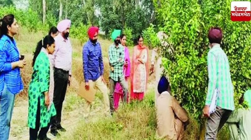  Kinnu farming  Muktsar sahib News