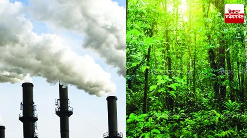 special artical mattewara forest