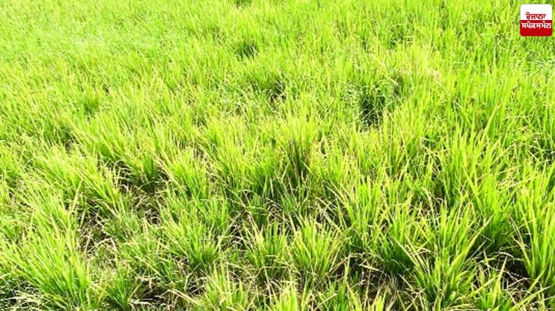 A farmer from village Rajomajra cultivated three acres of crops