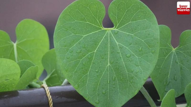 Giloy Benefits Health news in punjabi 