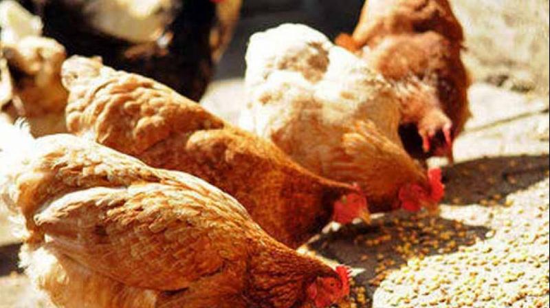 Poultry feed supplement