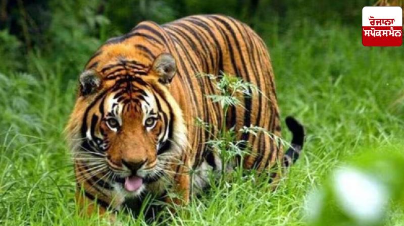 Maharashtra News: Tiger terror in this district of Maharashtra ate 9 people in 13 days