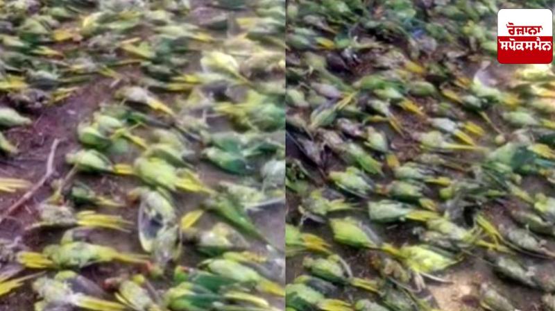 Jhansi News: More than 100 parrots died due to storm in Jhansi, Forest Department team reached the spot