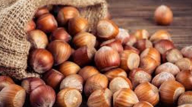 Hazelnut is beneficial in diseases like diabetes, BP, heart and cancer