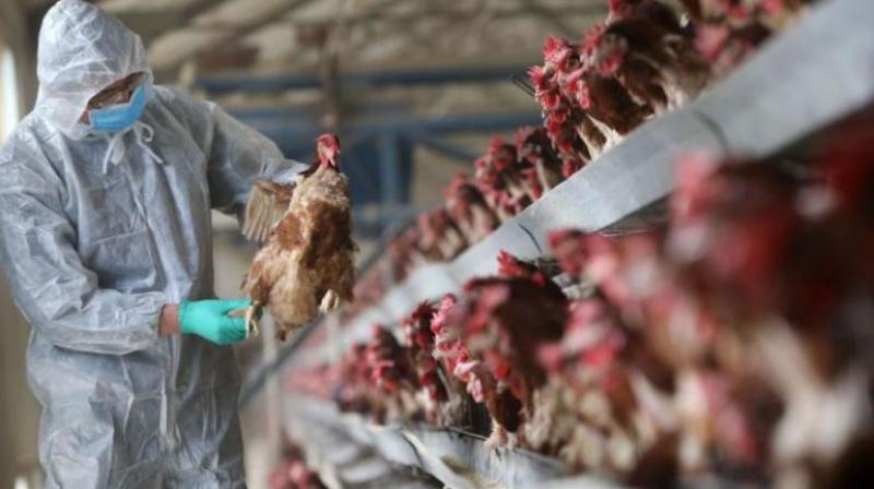Alarm raised over potential bird flu pandemic