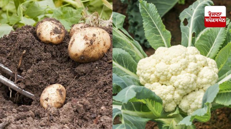 Diseases will not affect cabbage and potatoes if farmers pay attention to these things