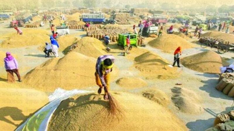 185 lakh tonnes of paddy will be purchased from Punjab for central storage!