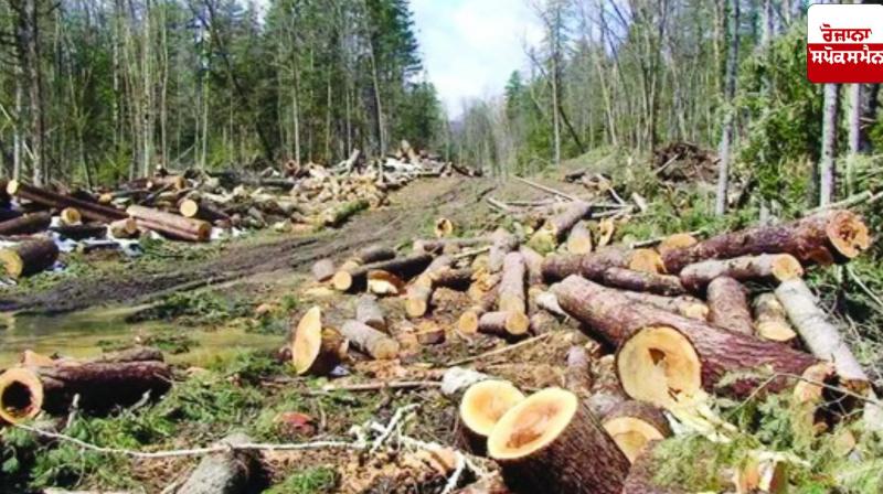 Editorial: How to stop the destruction of dense forests in Punjab?