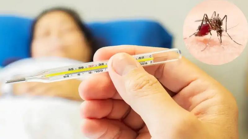 Dengue cases in Punjab