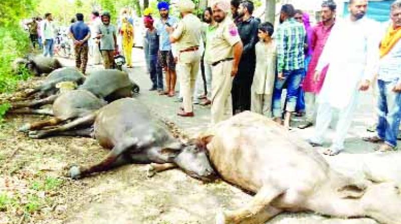 The death of six buffaloes due to a current