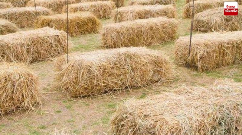 Biogas Association calls stubble a major source of energy generation