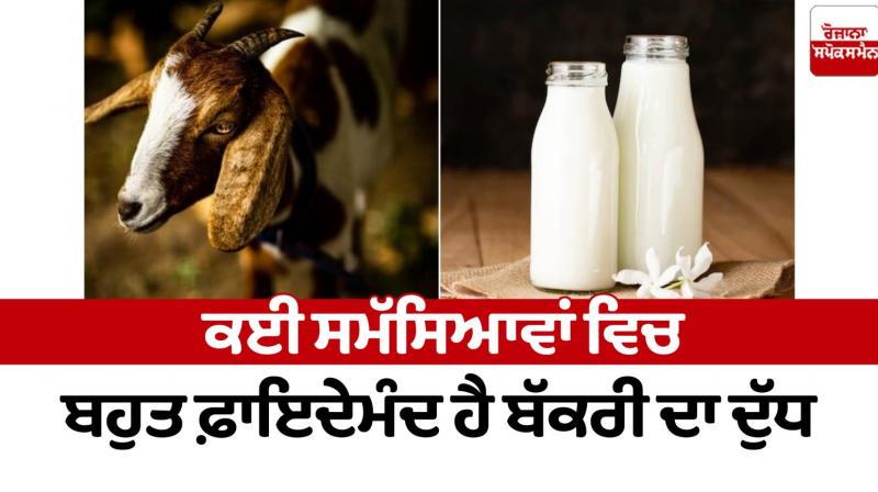 Goat milk is very useful in many problems Health News