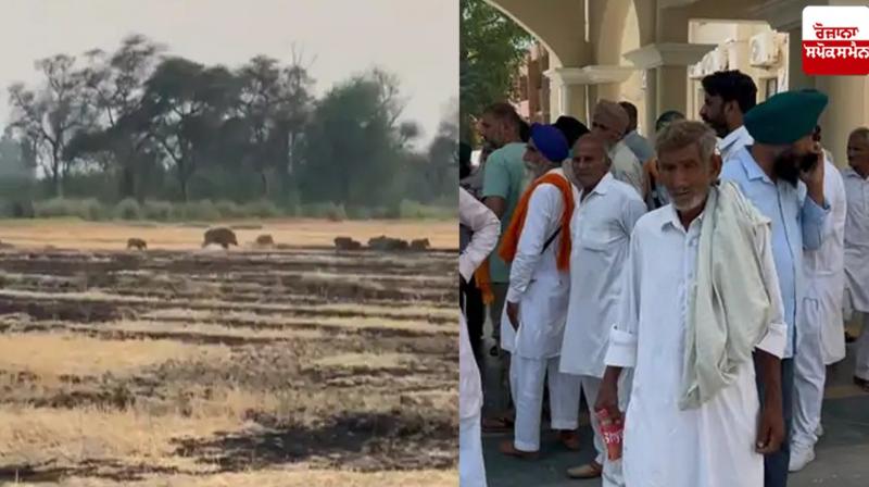 Pakistani wild boars entered the Fazilka border