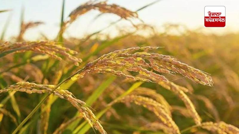 Government purchase of paddy slow, farmers worried; What is the whole matter?