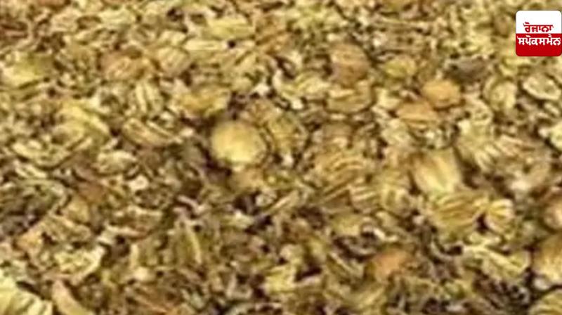 Poppy seeds found in flour sacks in Jagraon, driver flees after abandoning truck